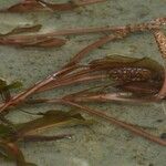 Potamogeton gramineus Hábito