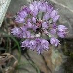 Allium lusitanicum Kvet