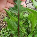 Taraxacum clemens Hoja