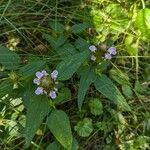 Prunella vulgarisFlower