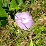 Centrosema virginianum Flower