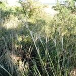 Stipa capillata Flower