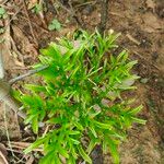 Amorphophallus paeoniifolius 葉