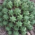 Euphorbia meloformis Hàbitat