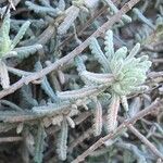 Teucrium dunense Hoja