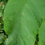 Phytolacca esculenta Hoja