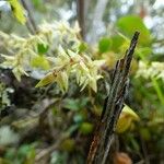 Bulbophyllum nutans Õis