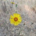 Madia elegans Flower