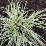 Carex ornithopoda Folha