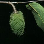 Annona paludosa ഫലം