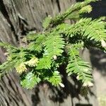 Sequoia sempervirens Foglia