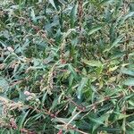 Persicaria lapathifoliaАгульны выгляд