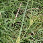 Carex hirta Hoja