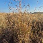 Themeda triandra Libunga