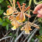 Myrmecophila christinae Flor