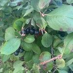 Aronia melanocarpa পাতা