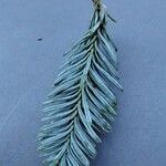 Abies procera Leaf