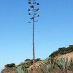 Agave havardiana 形态