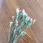 Centaurium tenuiflorum Листок