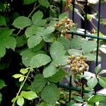 Rubus gratus Leaf