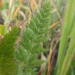 Daucus muricatus Blad