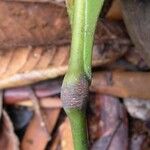 Sarcomelicope argyrophylla 樹皮
