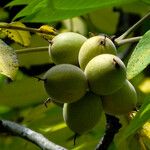 Juglans mandshurica Frukt