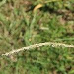 Gaudinia fragilis Leaf