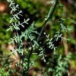 Ruta angustifolia Jani