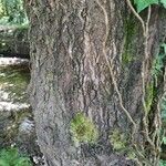 Salix atrocinerea Кора