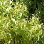 Cinnamomum camphora Folha