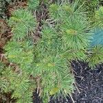 Pinus cembra Leht