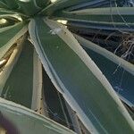 Agave vivipara 葉