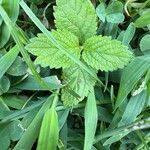 Verbena urticifolia Лист