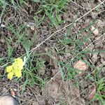 Lomatium triternatum Habit