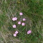 Dianthus microlepis Bloem