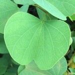 Bauhinia galpinii Blatt