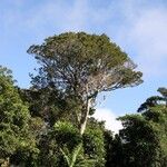 Calophyllum caledonicum Natur