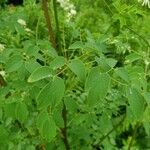 Thalictrum pubescens 葉
