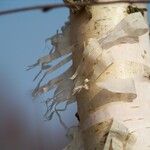 Betula papyrifera बार्क (छाल)