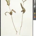 Blepharis menocotyle Alia