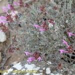 Thymus longiflorus Staniste