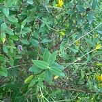 Hypericum kouytchense Likasa