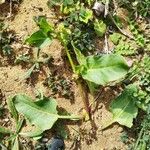 Rumex spinosus Leaf