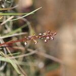 Corallorhiza wisteriana ফুল