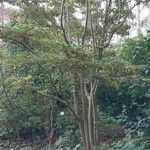 Enkianthus campanulatus 整株植物