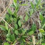 Boscia mossambicensis Leaf