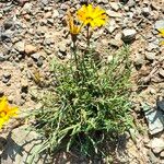 Gazania krebsiana 整株植物