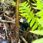 Cyathea AustralisКора