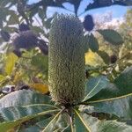 Banksia robur फूल